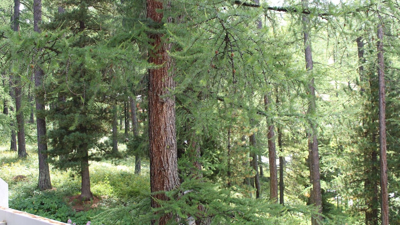 Photo of Others in Les Claux