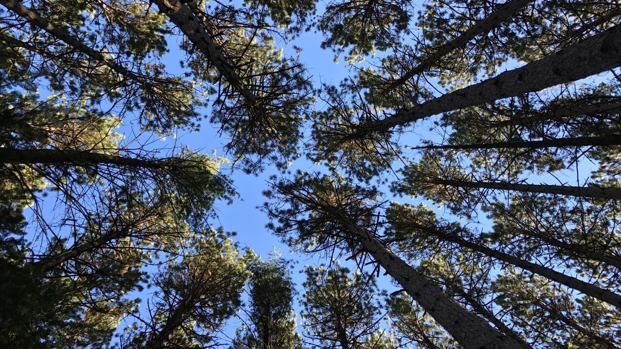 Photo of Others in Presque Isle