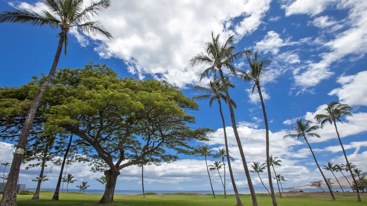 Photo of Others in Kihei