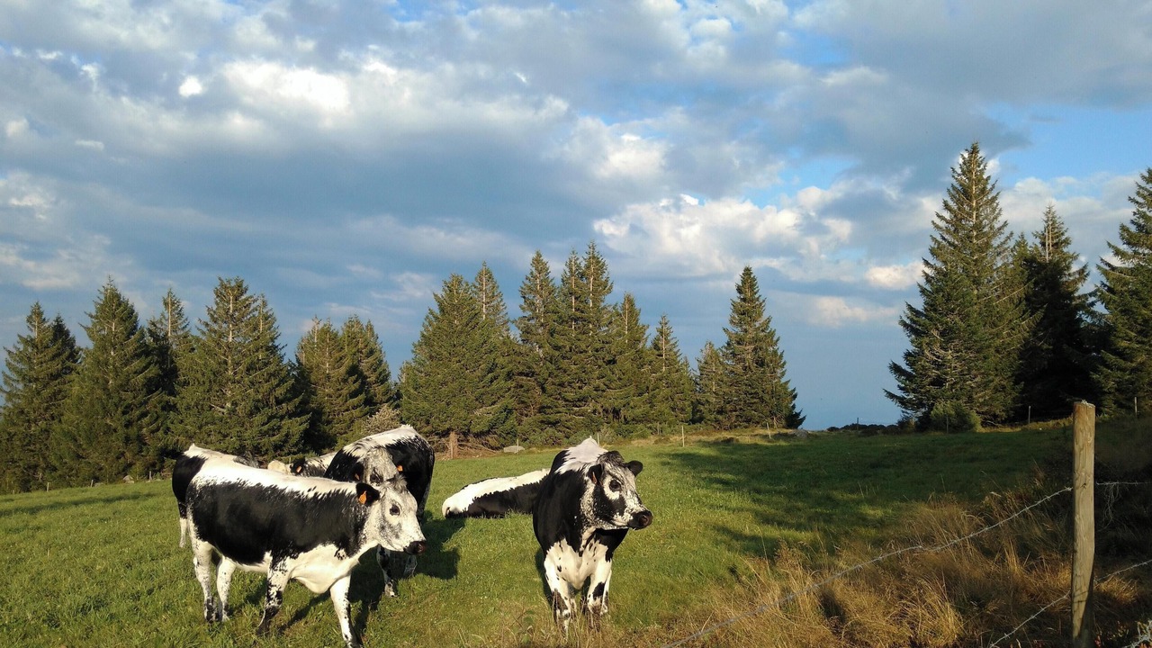 Photo of Others in Soultzeren