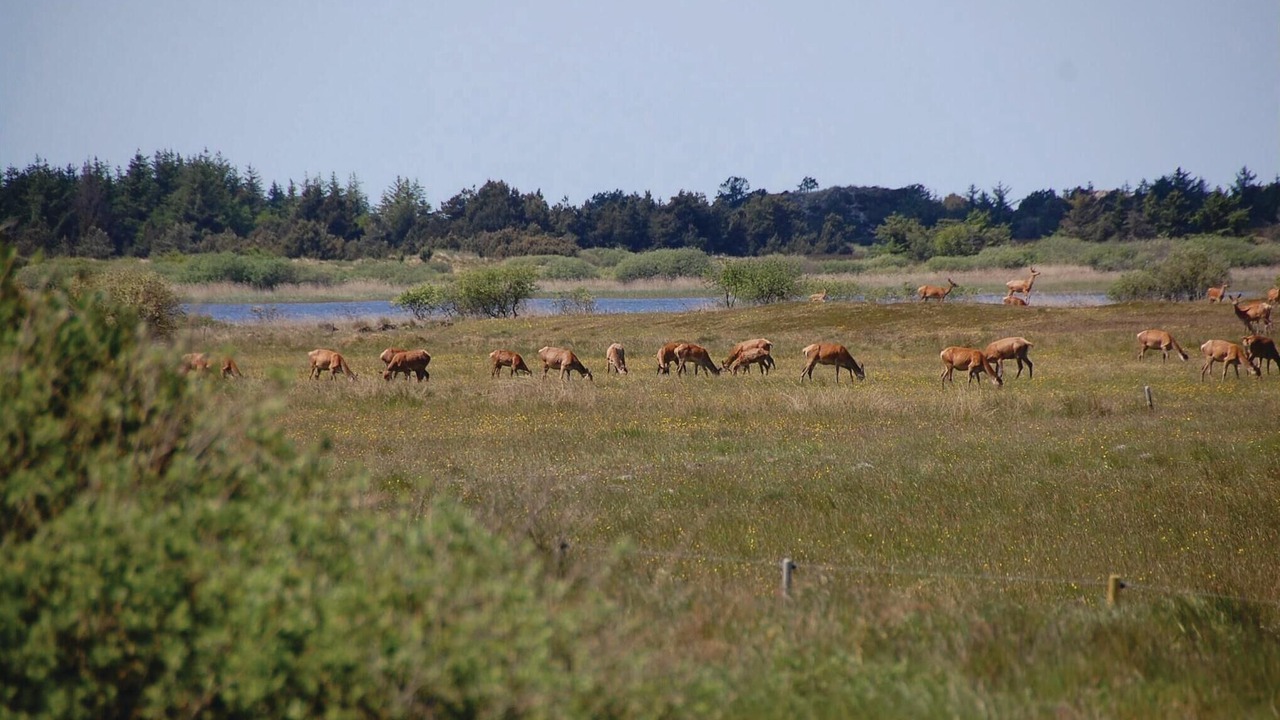 Photo of Others in Blavand