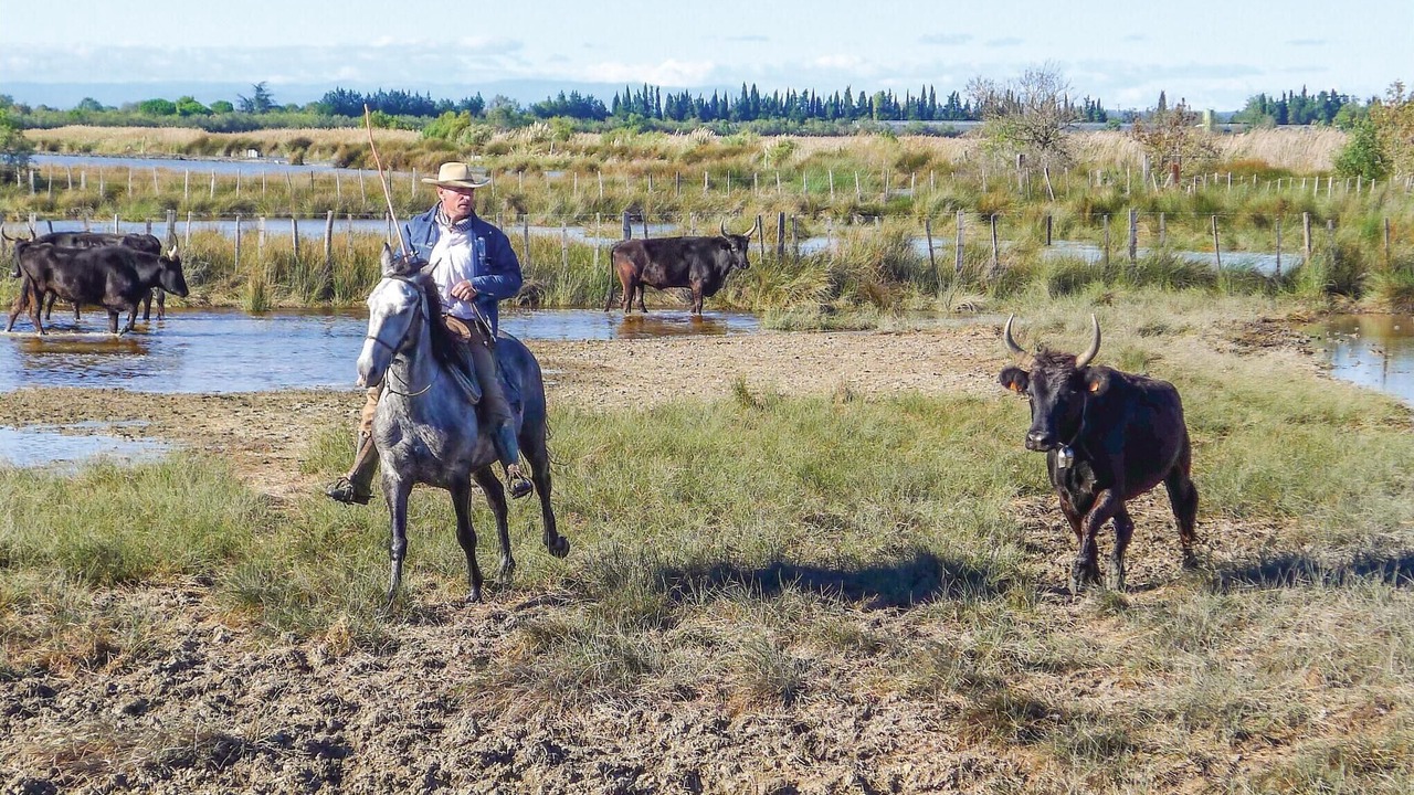 Photo of Others in Aigues-Mortes