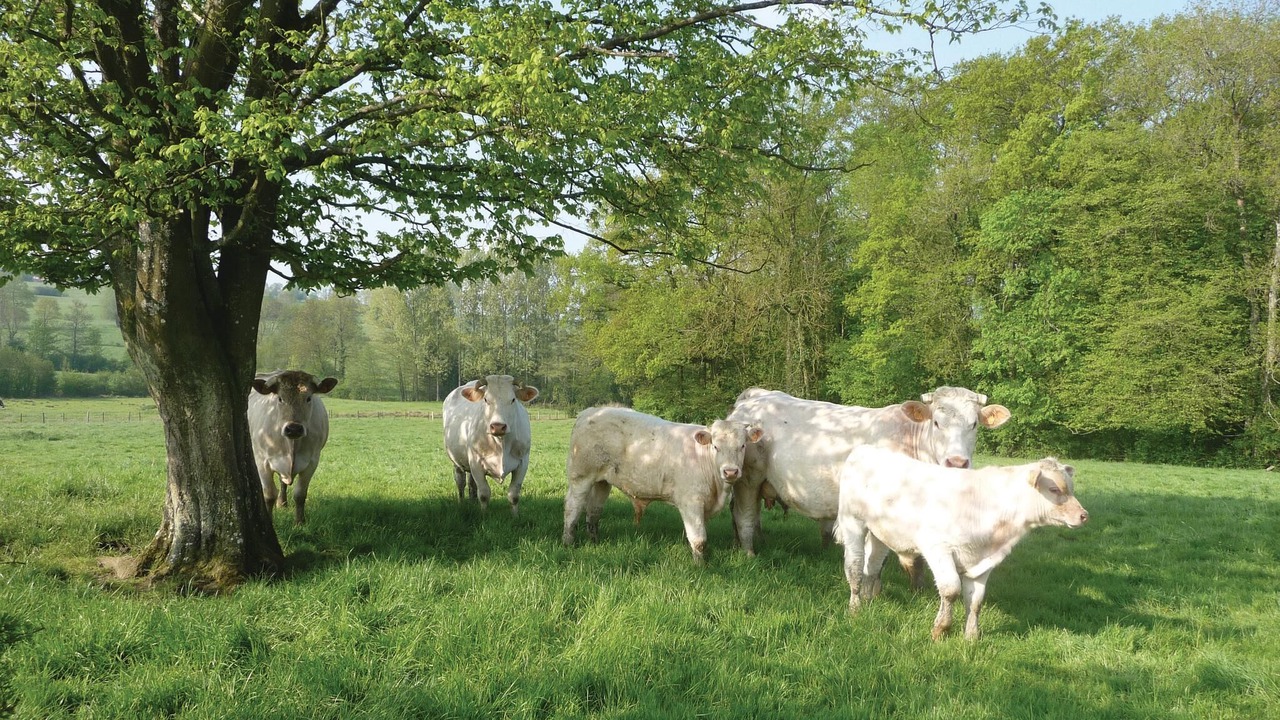 Photo of Others in Chigny