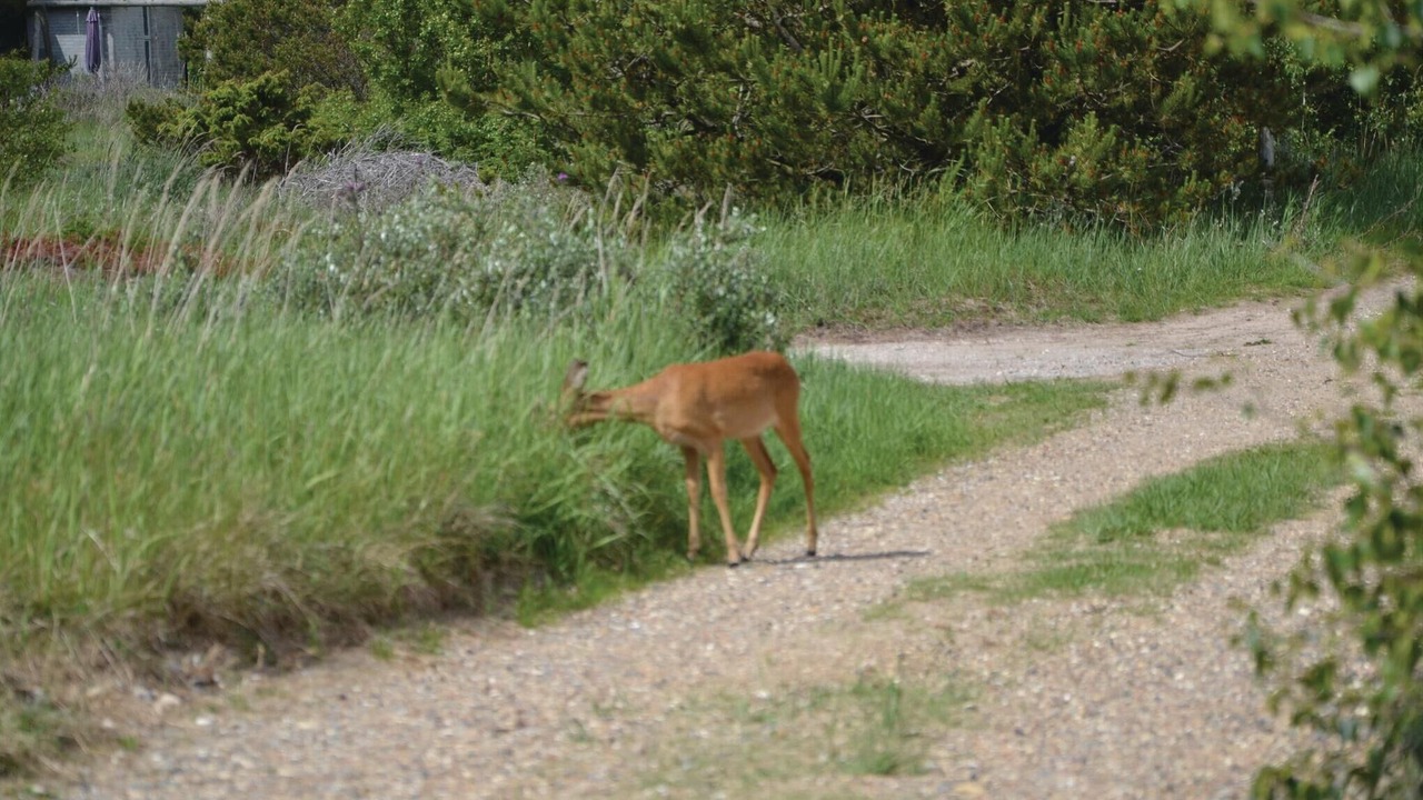 Photo of Others in Hirtshals