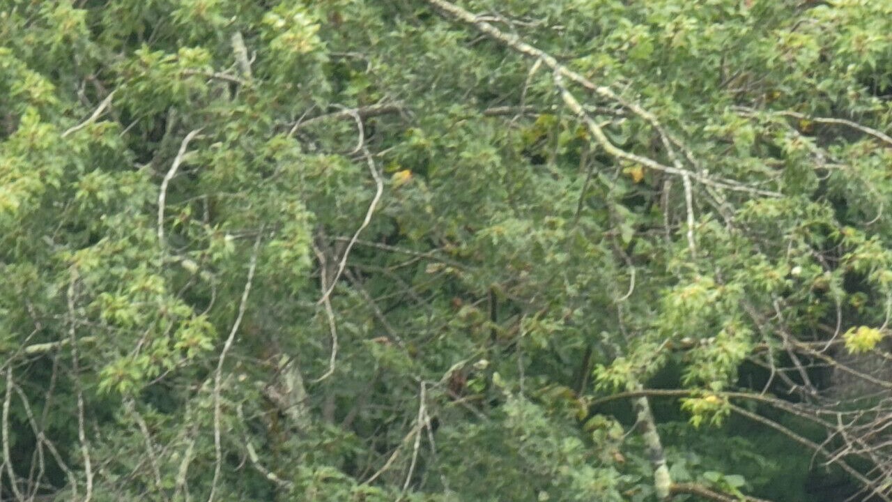 Photo of Others in Pine City