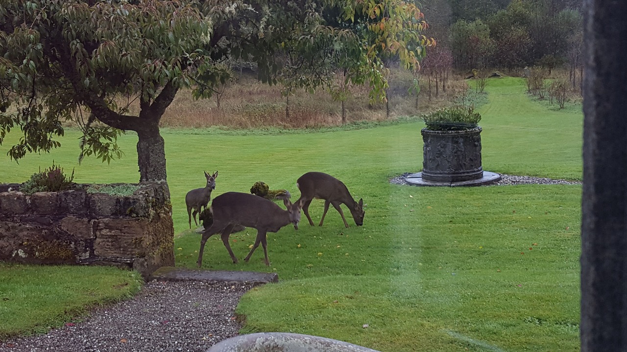 Photo of Outdoor in Saddell