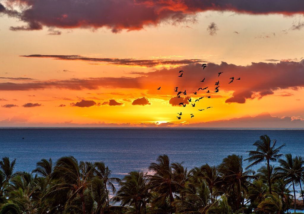 Photo of Others in Ko Olina