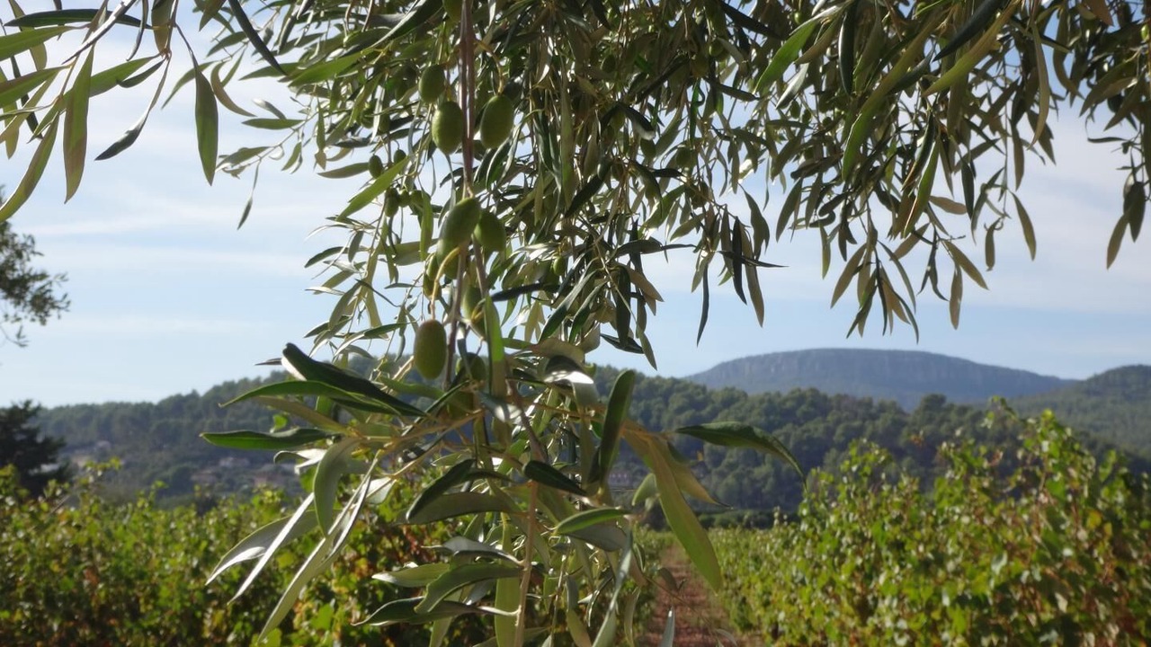 Photo of Outdoor in Cuers