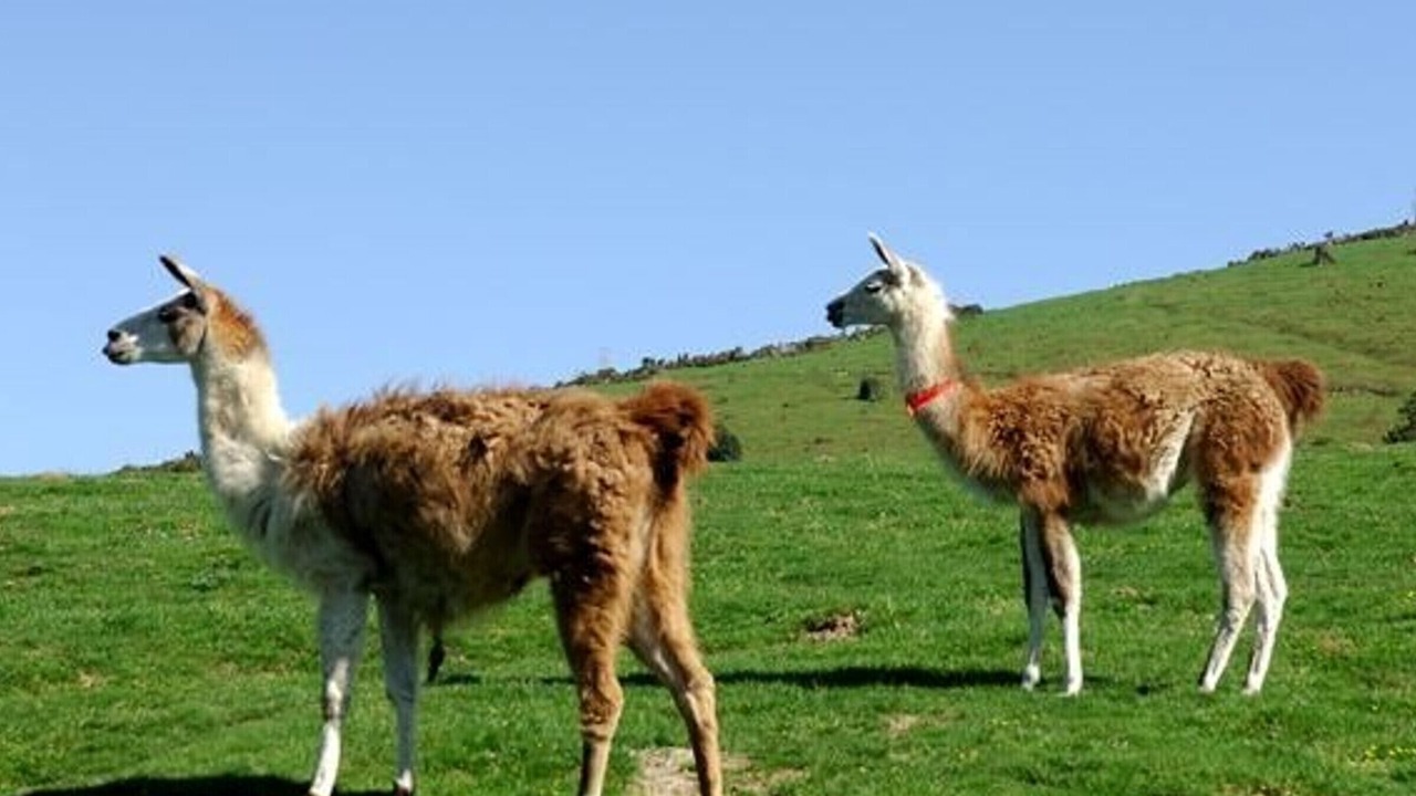 Photo of Others in La Mongie