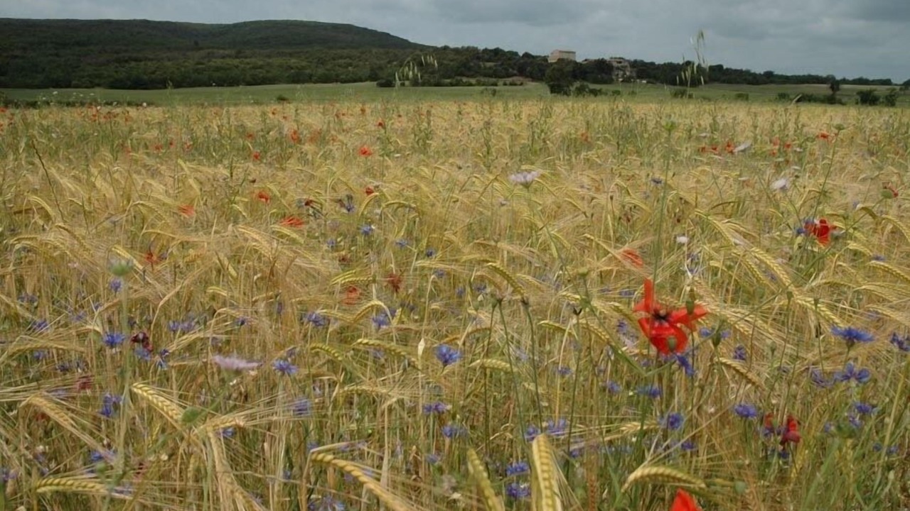 Photo of Outdoor in La Verdiere