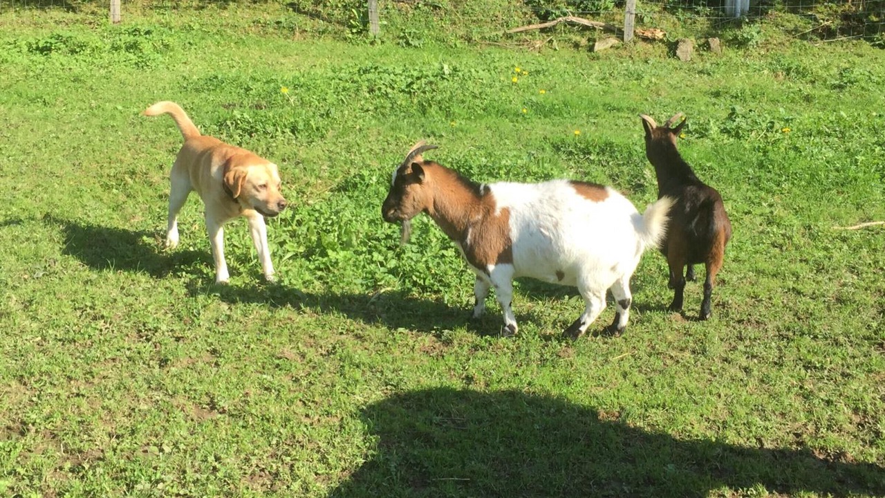 Photo of Others in La Vendelee