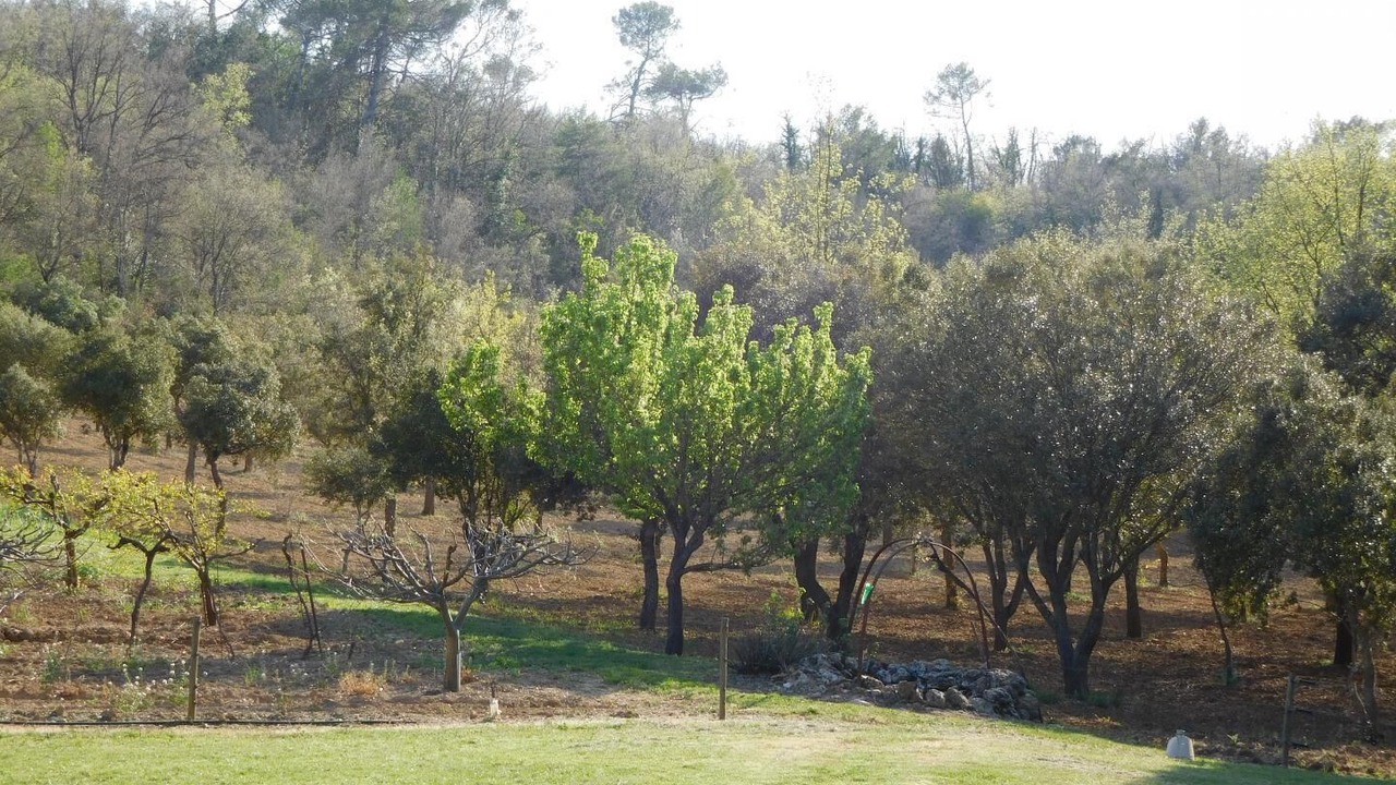 Photo of Outdoor in Tourves