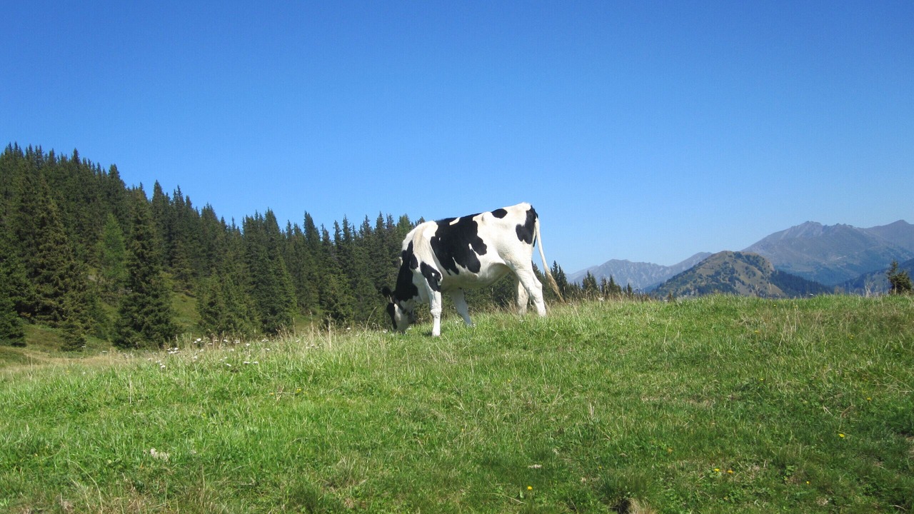 Photo of Others in La Bresse