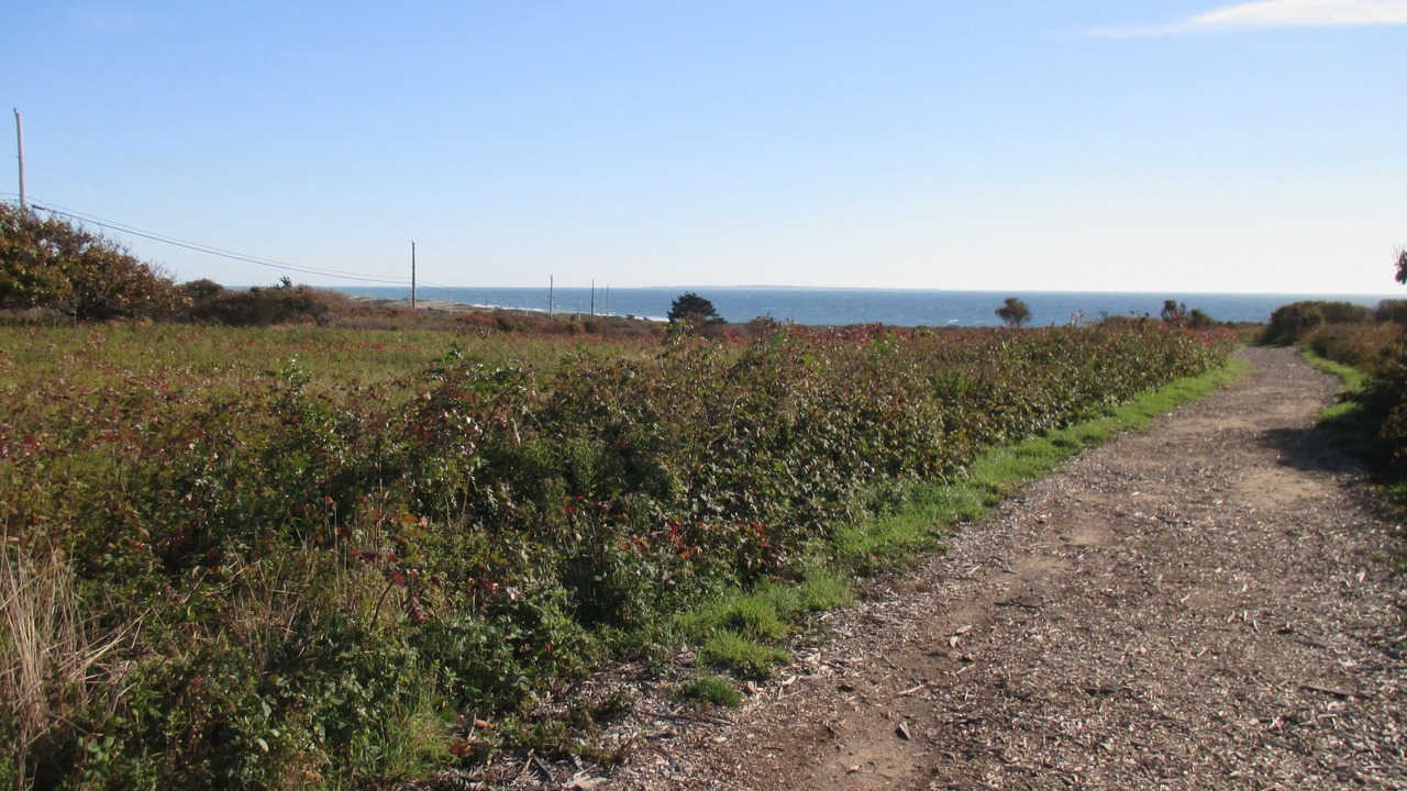 Photo of Others in Aquinnah