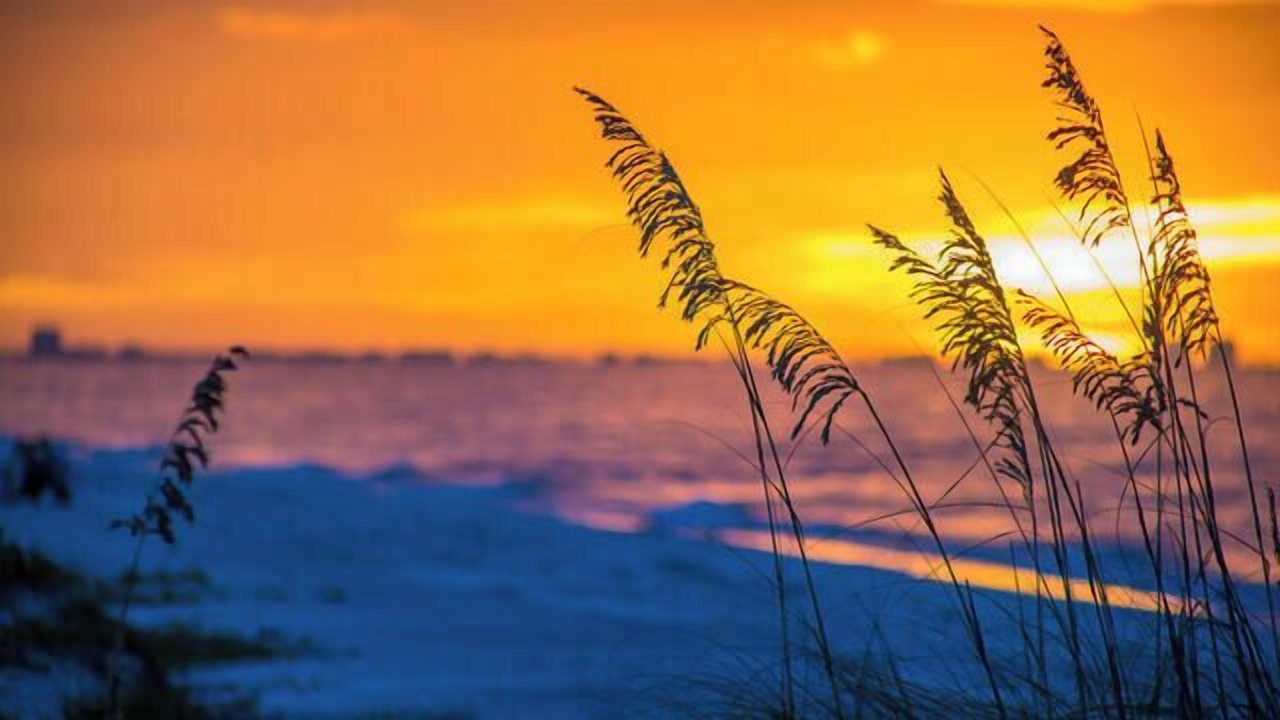 Photo of Others in Sanibel