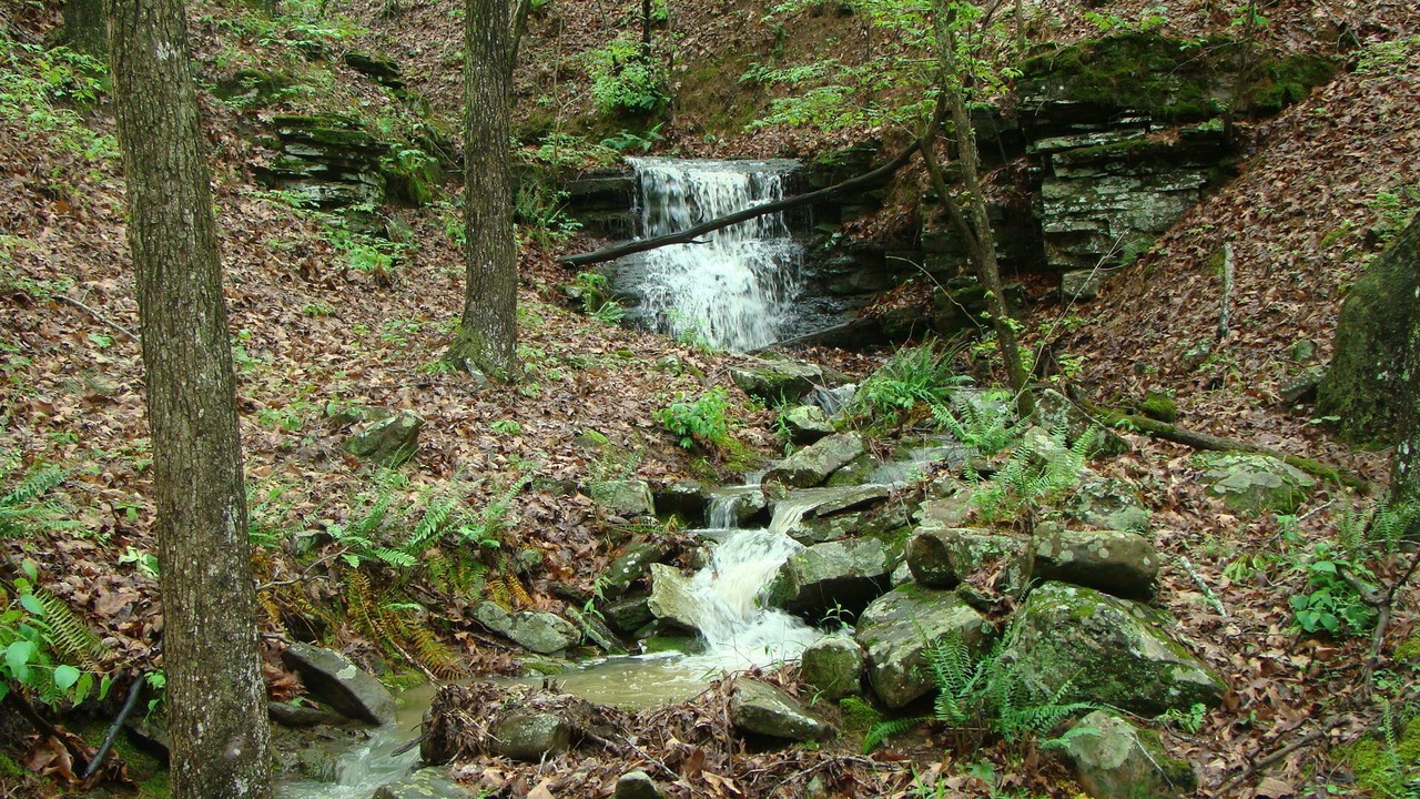 Photo of Others in Bee Branch