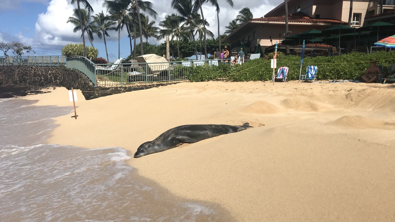 Photo of Others in Poipu