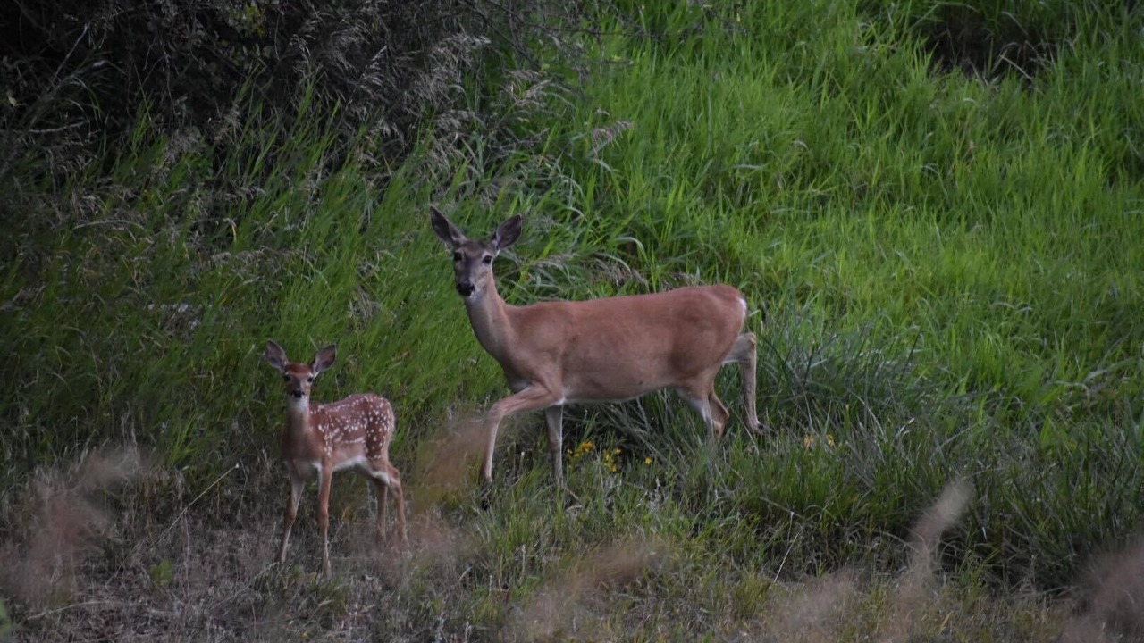 Photo of Outdoor in Colbert
