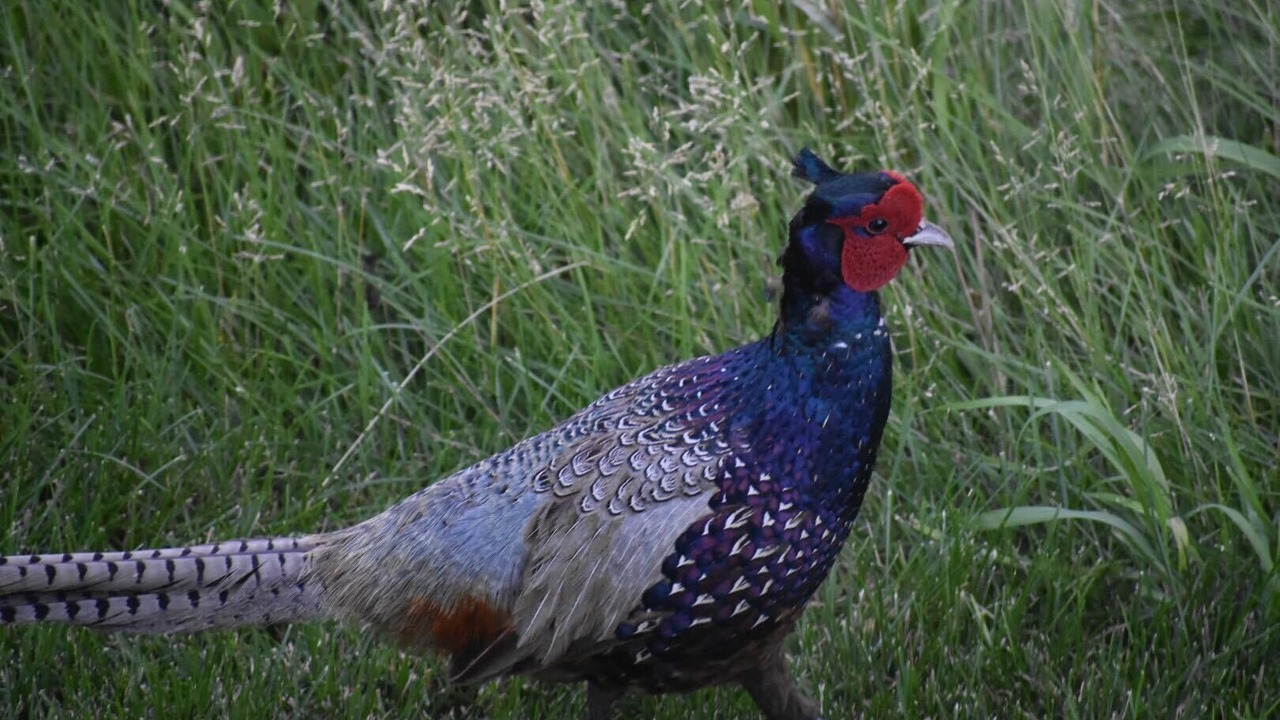 Photo of Others in Colbert