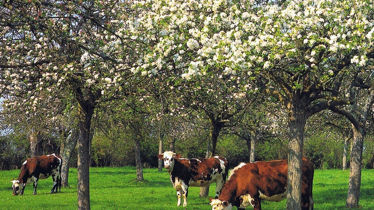 Photo of Outdoor in Saint-Germain-de-Livet