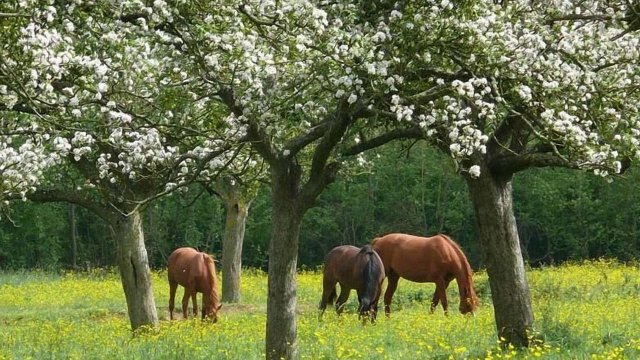 Photo of Outdoor in Saint-Germain-de-Livet