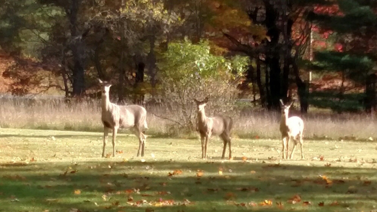 Photo of Outdoor in Kalkaska