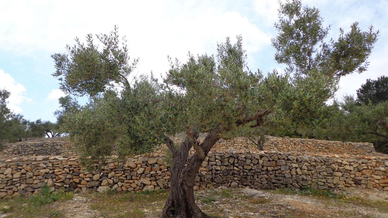 Photo of Outdoor in El Perello