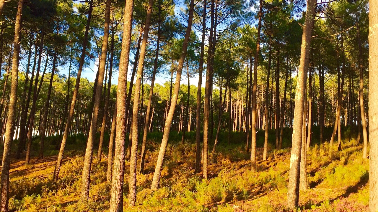 Photo of Outdoor in Lit-et-Mixe
