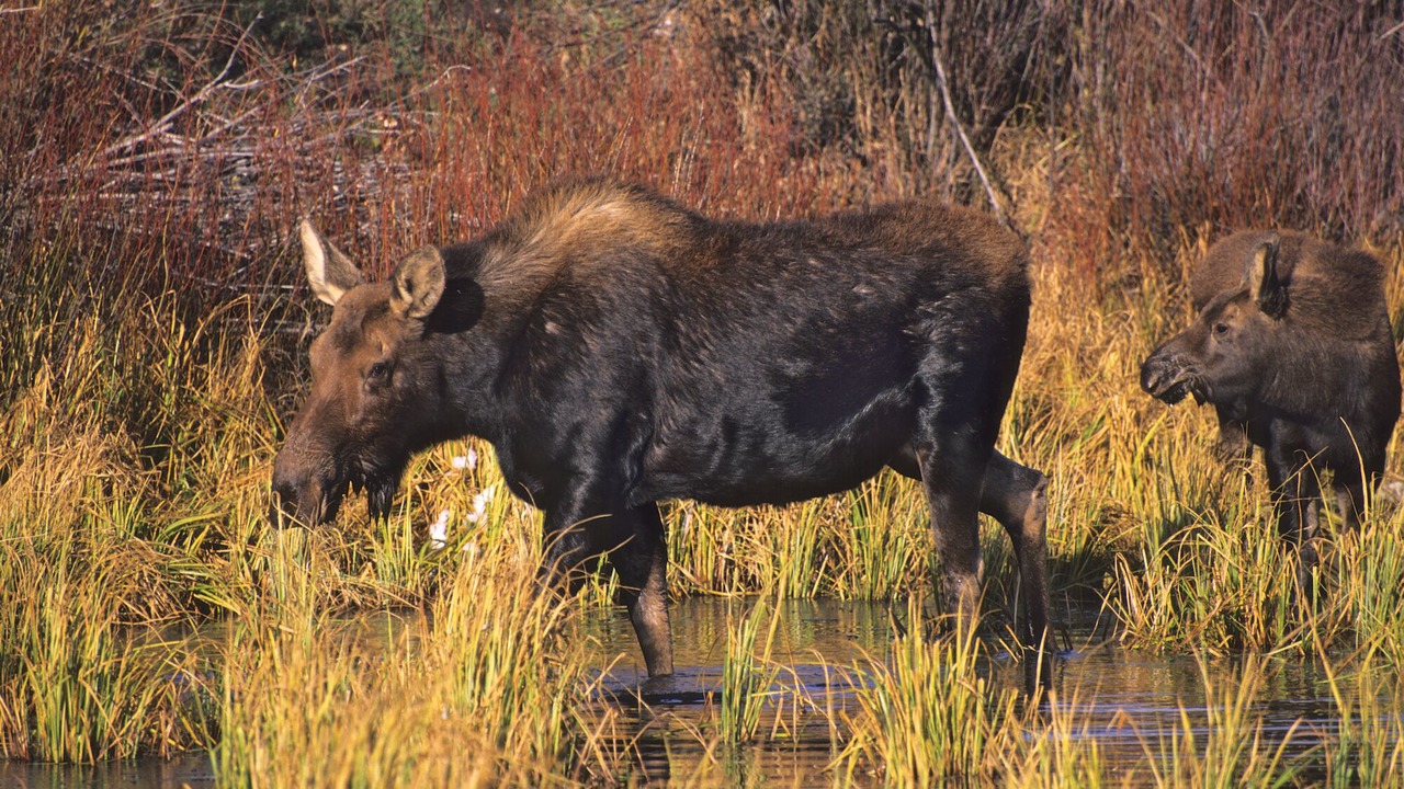 Photo of Others in Victor