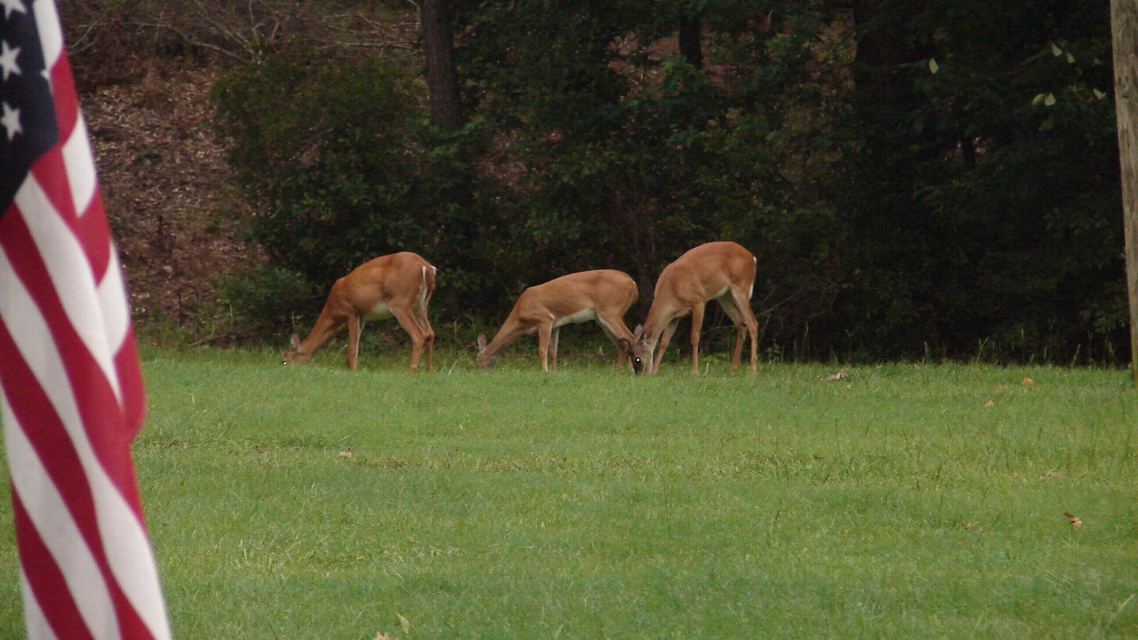 Photo of Others in Fort Gaines