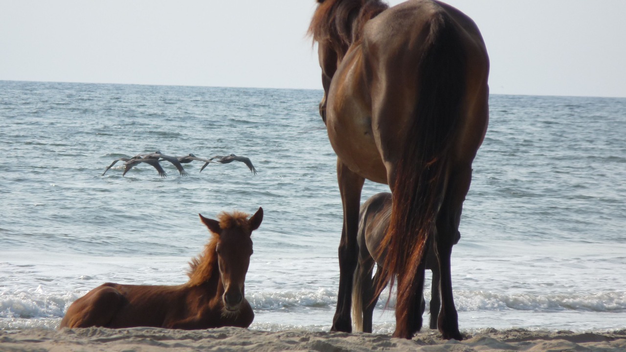 Photo of Others in Carova Beach