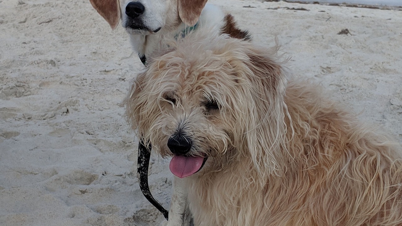 Photo of Others in St. Augustine Beach