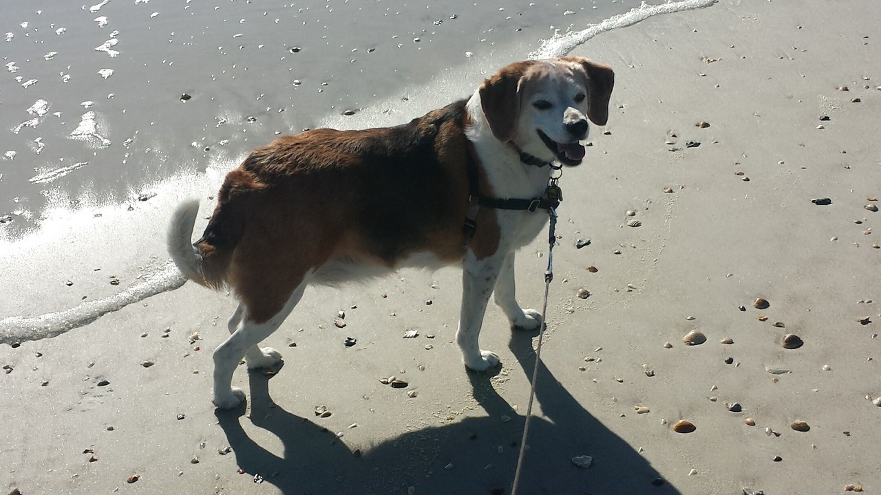 Photo of Others in St. Augustine Beach
