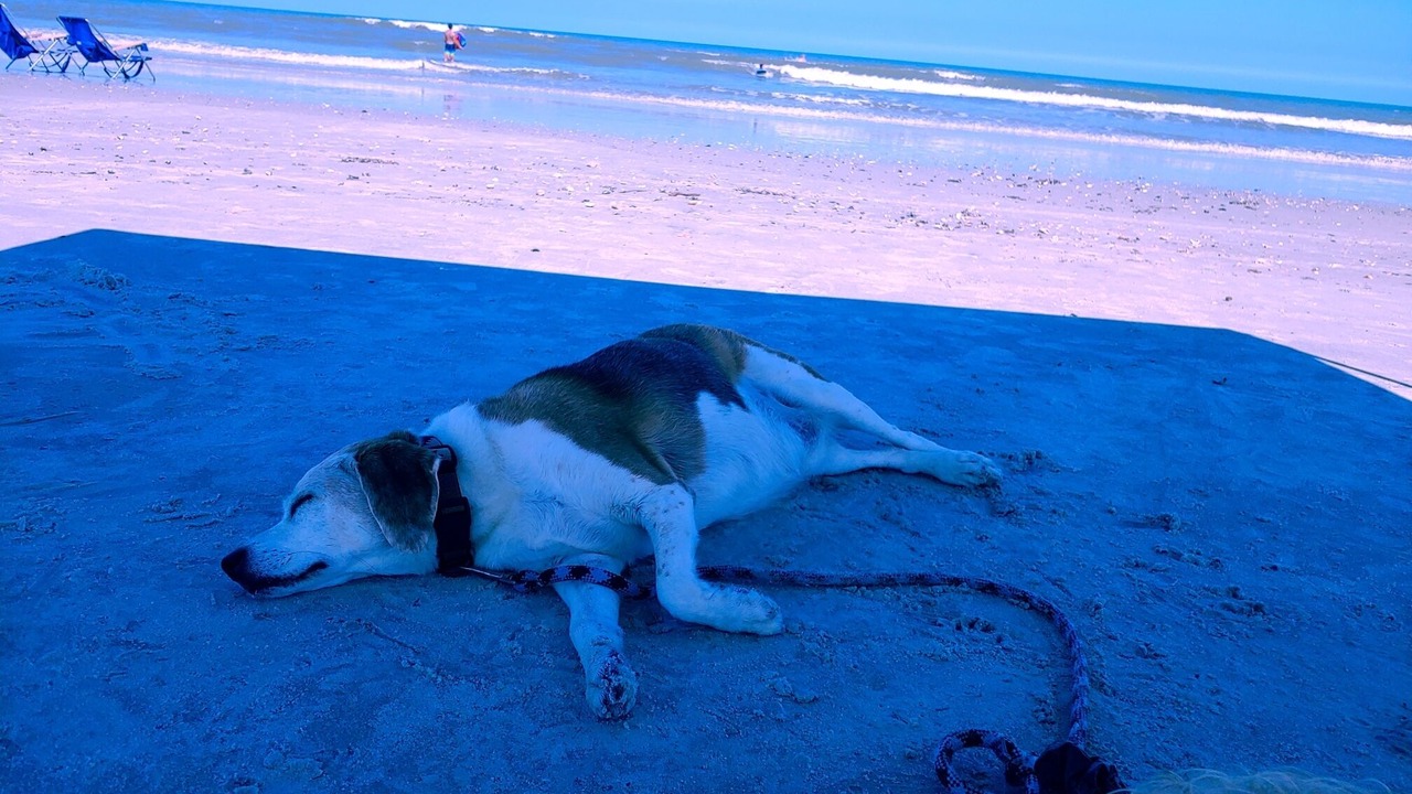Photo of Others in St. Augustine Beach