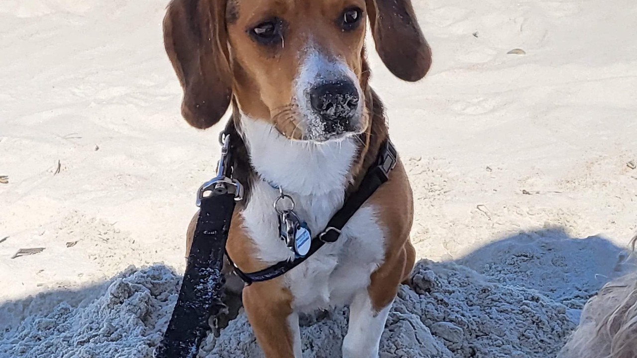 Photo of Others in St. Augustine Beach