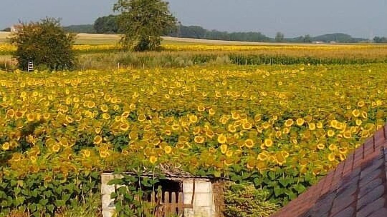 Photo of Others in Noyant-Villages