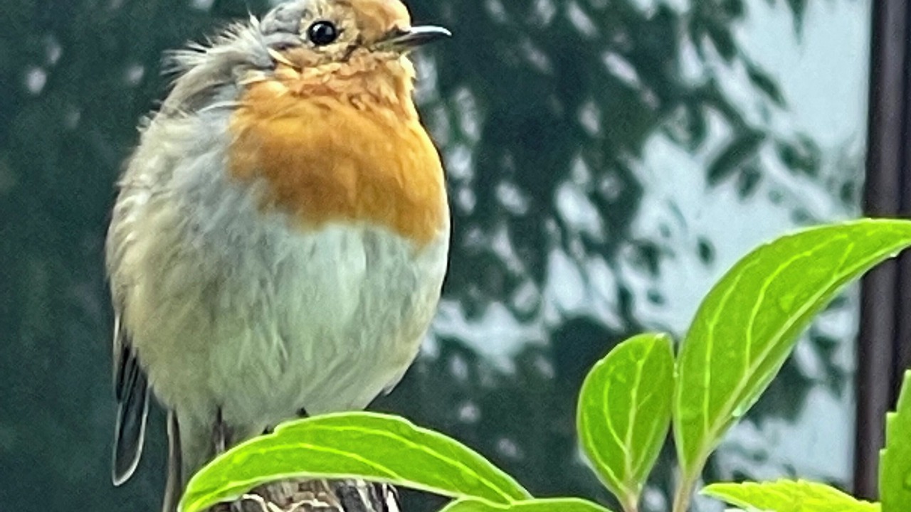 Photo of Others in Grantown-on-Spey