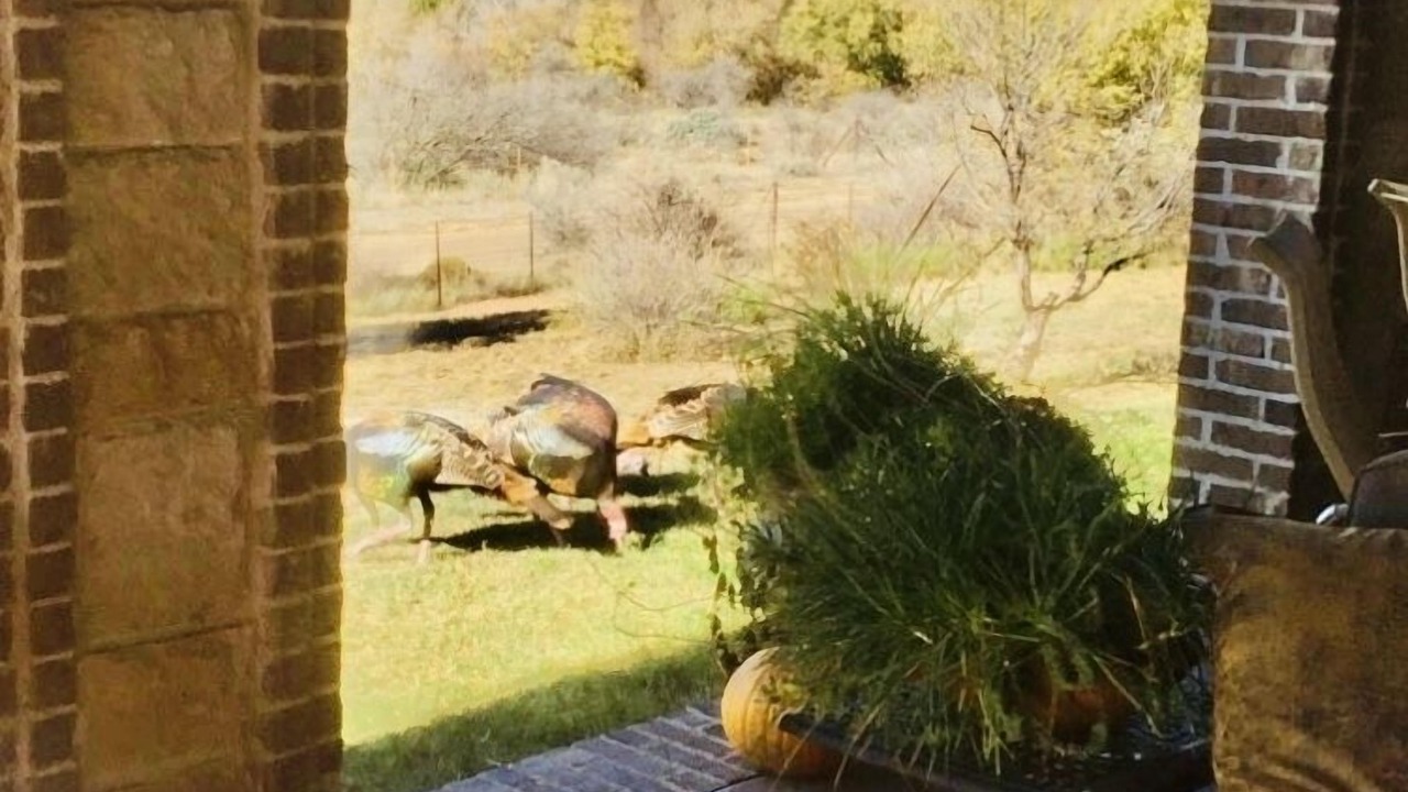Photo of Patio Balcony in Slaton