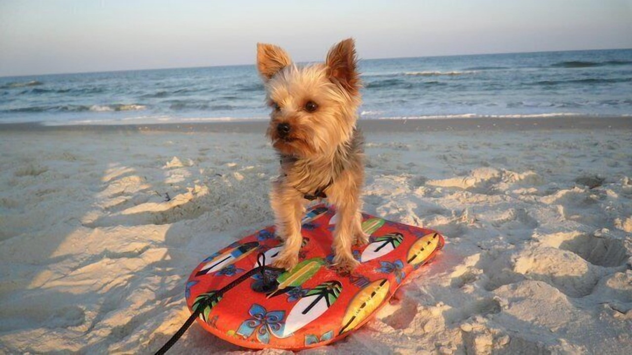Photo of Others in Panama City Beach