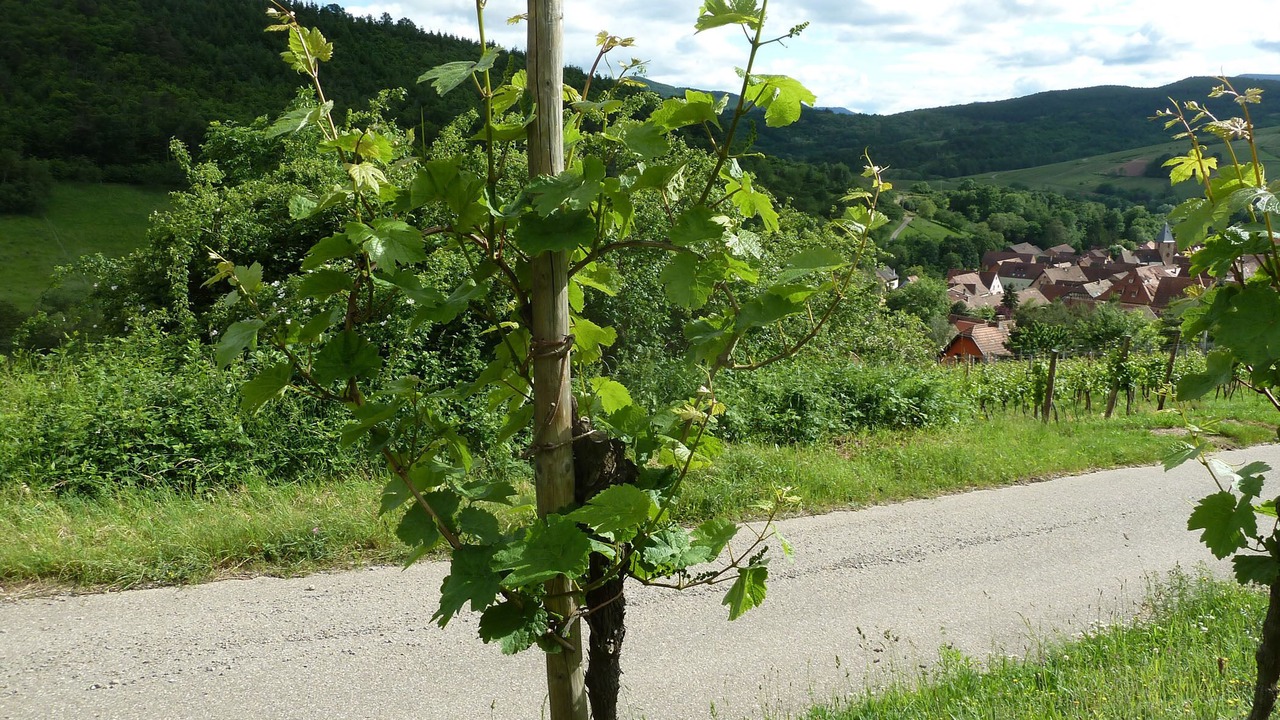 Photo of Outdoor in Epfig