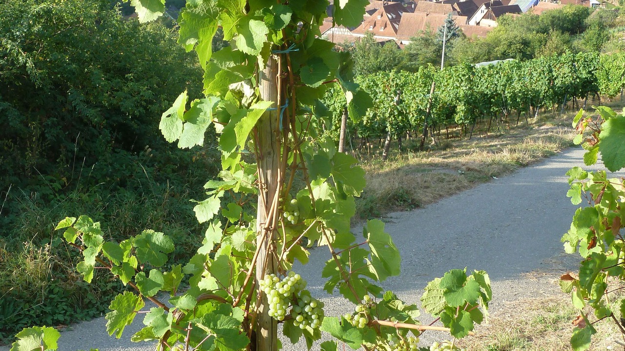 Photo of Outdoor in Epfig