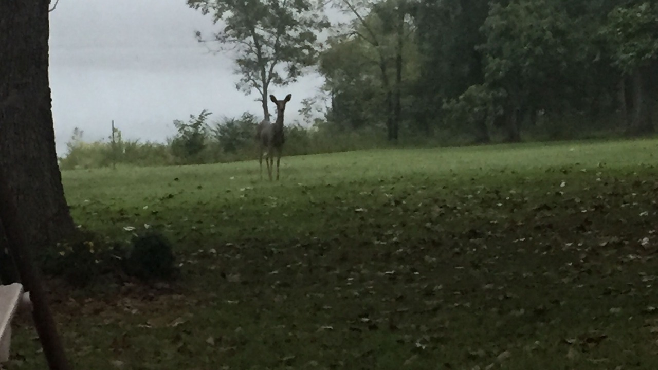 Photo of Others in Cassville