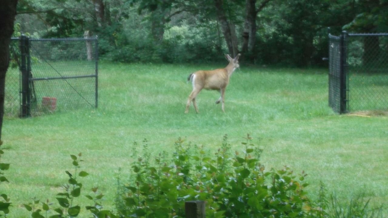 Photo of Outdoor in Marblemount