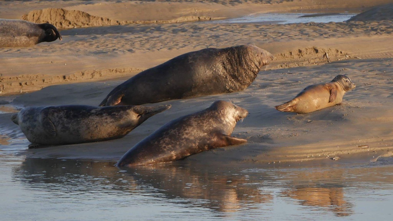 Photo of Others in Berck-sur-Mer