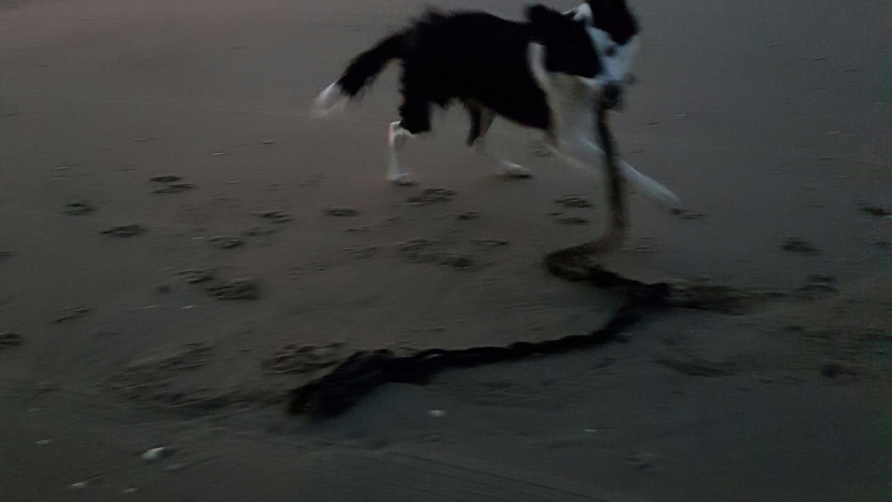 Photo of Others in Berck-sur-Mer