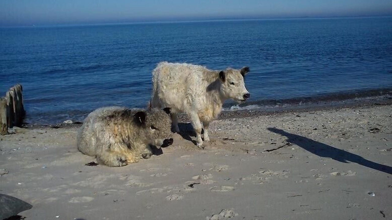 Photo of Others in Hasmark Strand