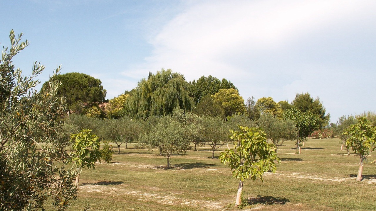 Photo of Others in Tarascon