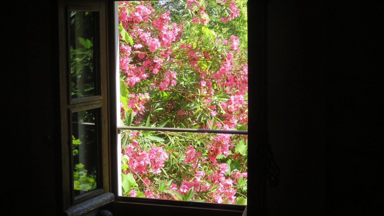 Photo of Others in Tarascon