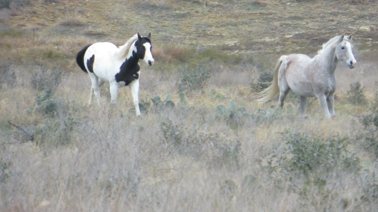 Photo of Others in Lometa