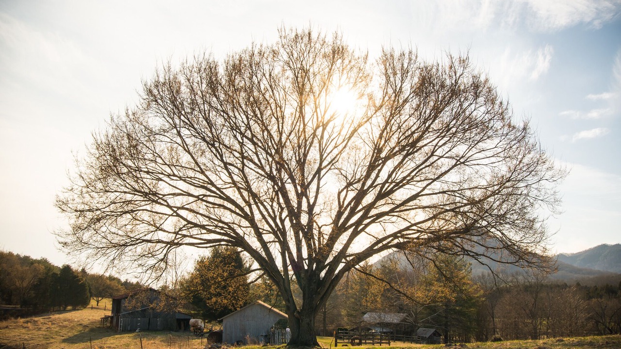 Photo of Outdoor in Rogersville